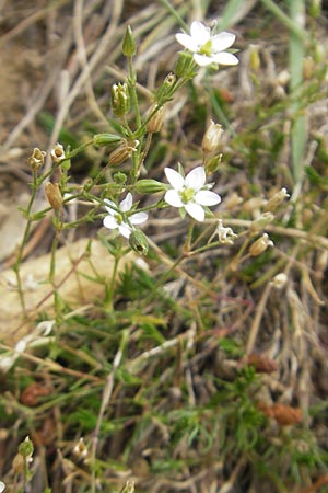 Minuartia recurva \ Krummblttrige Miere / Recurved Sandwort, E Pyrenäen/Pyrenees, Ordesa 23.8.2011