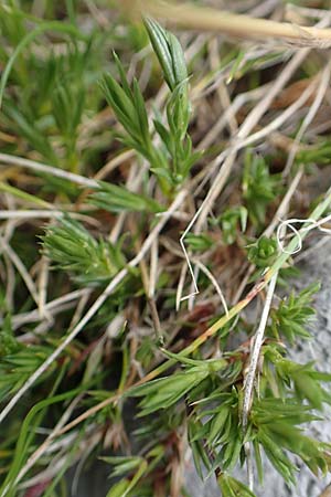 Minuartia laricifolia ? \ Lrchenblttrige Miere, E Pyrenäen, Prat de Cadi 6.8.2018