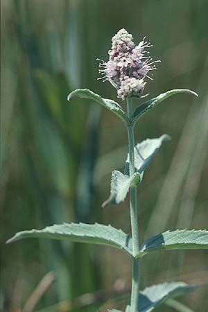 Mentha longifolia \ Ross-Minze / Horse Mint, E Prov. Teruel, La Iglesuela del Cid 10.7.2003