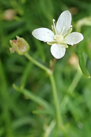 Moehringia muscosa \ Moos-Nabelmiere, E Pyrenäen, Castellar de N'Hug 5.8.2018