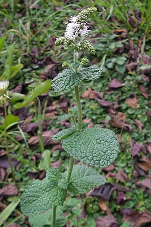 Mentha suaveolens \ Rundblttrige Minze, Apfel-Minze, E Guernika 17.8.2011