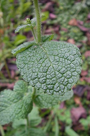 Mentha suaveolens \ Rundblttrige Minze, Apfel-Minze, E Guernika 17.8.2011