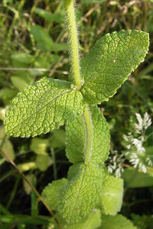 Mentha suaveolens \ Rundblttrige Minze, Apfel-Minze / Round-Leaved Mint, Apple Mint, E Asturien/Asturia, Cangas de Onis 11.8.2012