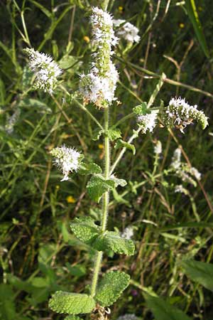 Mentha suaveolens \ Rundblttrige Minze, Apfel-Minze, E Asturien, Cangas de Onis 11.8.2012