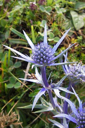 Eryngium bourgatii \ Spanische Mannstreu, Pyrenen-Distel / Blue Eryngo, Pyrenean Thistle, E Picos de Europa, Covadonga 7.8.2012