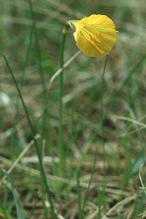 Narcissus bulbocodium \ Reifrock-Narzisse / Hoop Petticoat Daffodil, E Orihuela del Tremedal 26.5.2004