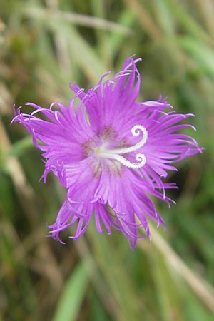 Dianthus monspessulanus \ Montpellier-Nelke / White Cluster, E Bermeo 17.8.2011