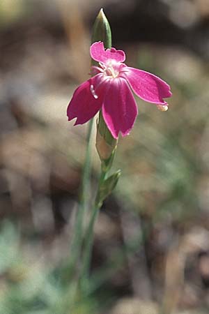 Dianthus legionensis \ Leon-Nelke / Cutanda's Pink, E Prov.  Cuenca 11.7.2003