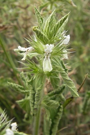 Stachys ocymastrum \ Basilikum-Ziest / Hairy Woundwort, E Zumaia 16.8.2011