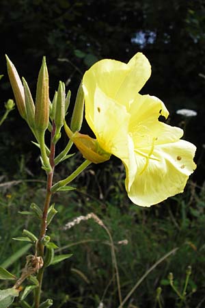 Oenothera glazioviana \ Rotkelchige Nachtkerze, E Asturien, Cangas de Onis 11.8.2012