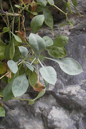 Petrocoptis crassifolia \ Pyrenen-Nelke / Pyrenean Pink, E Pyrenäen/Pyrenees, Ordesa 22.8.2011