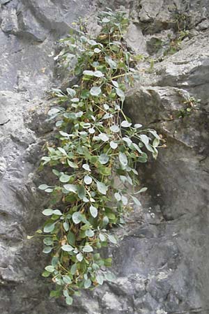 Petrocoptis crassifolia \ Pyrenen-Nelke / Pyrenean Pink, E Pyrenäen/Pyrenees, Ordesa 22.8.2011