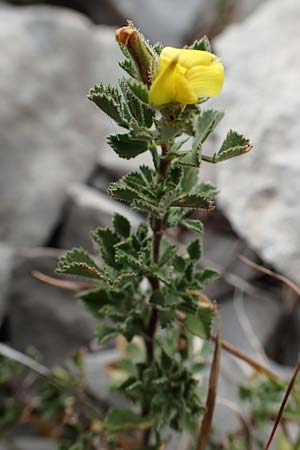 Ononis striata \ Gestreifte Hauhechel / Yellow Restharrow, E Pyrenäen/Pyrenees, Cadi, Coll de Jovell 7.8.2018