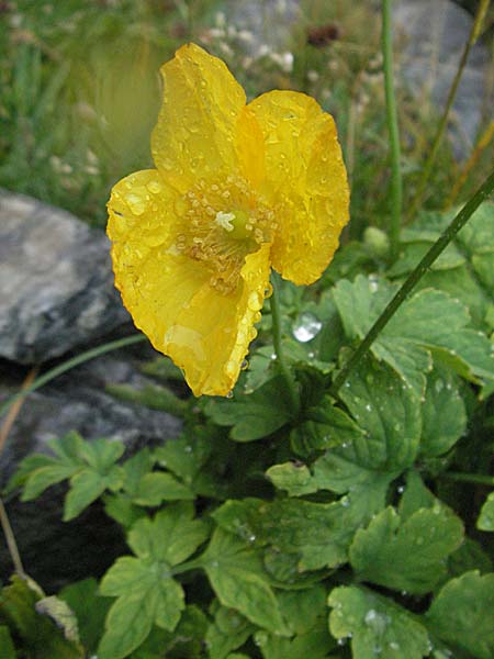 Meconopsis cambrica \ Gelber Schein-Mohn / Welsh Poppy, E Pyrenäen/Pyrenees, Benasque 17.8.2006