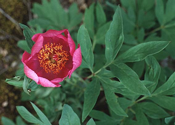 Paeonia broteri \ Brotero-Pfingstrose / Western Peony, E Prov. Cuenca, Las Majadas 25.5.1990