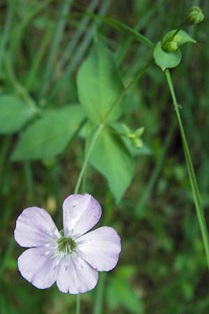 Petrocoptis pyrenaica subsp. glaucifolia / Pyrenean Pink, E Asturia, Cangas de Onis 8.8.2012