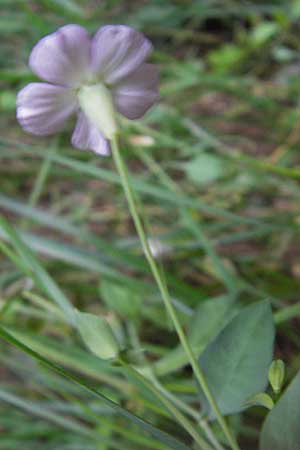 Petrocoptis pyrenaica subsp. glaucifolia \ Pyrenen-Nelke / Pyrenean Pink, E Asturien/Asturia, Cangas de Onis 8.8.2012