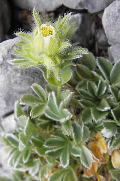 Potentilla nivalis subsp. asturica \ Asturisches Fingerkraut / Astrian Cinquefoil, E Picos de Europa, Fuente De 14.8.2012