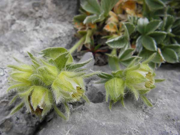 Potentilla nivalis subsp. asturica \ Asturisches Fingerkraut, E Picos de Europa, Fuente De 14.8.2012