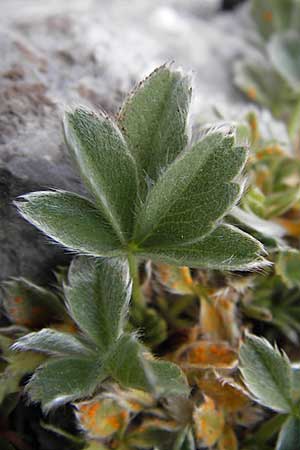 Potentilla nivalis subsp. asturica \ Asturisches Fingerkraut, E Picos de Europa, Fuente De 14.8.2012