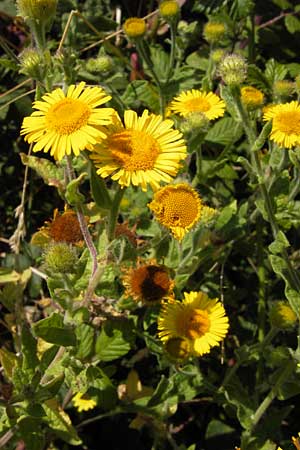 Pulicaria dysenterica \ Groes Flohkraut / Common Fleabane, E Picos de Europa, Carrea 11.8.2012