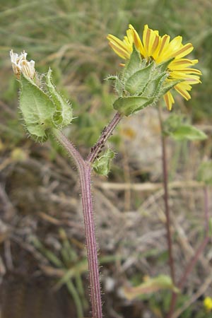 Picris echioides \ Wurm-Lattich, Natternkopf-Bitterkraut / Bristly Ox-Tongue, E Zumaia 16.8.2011