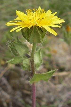 Picris echioides / Bristly Ox-Tongue, E Zumaia 16.8.2011