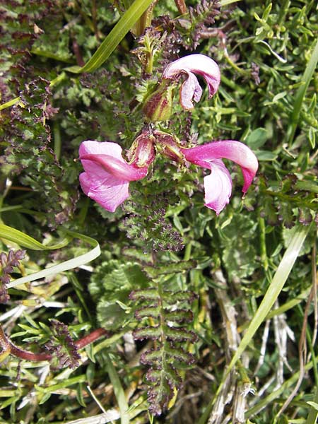 Pedicularis pyrenaica \ Pyrenen-Lusekraut / Pyrenean Lousewort, E Picos de Europa, Fuente De 14.8.2012