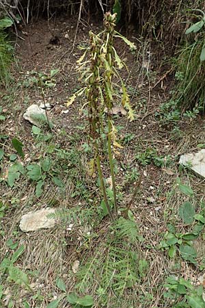 Pedicularis foliosa \ Reichblättriges Läusekraut / Leafy Lousewort, E Pyrenäen/Pyrenees, Cadi, Coll de Jovell 7.8.2018