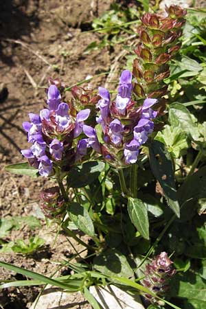 Prunella grandiflora / Large Selfheal, E Picos de Europa, Covadonga 7.8.2012