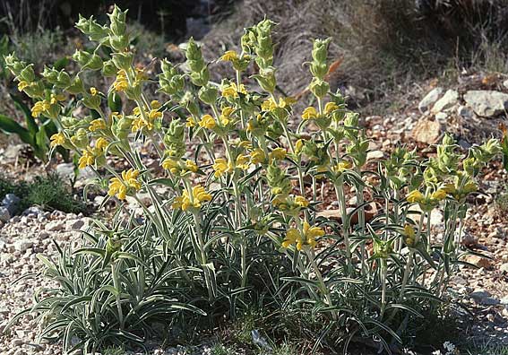 Phlomis lychnitis \ Filziges Brandkraut, E Prov.  Alicante, Xabia 27.3.2001