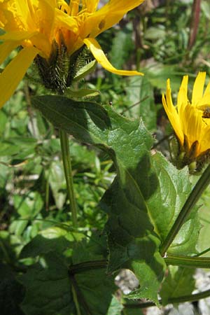 Picris hieracioides \ Gemeines Bitterkraut / Hawkweed Ox-Tongue, E Pyrenäen/Pyrenees, Caldes de Boi 16.8.2006