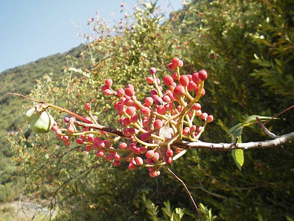 Pistacia terebinthus \ Terebinthe, E Usun 20.8.2011