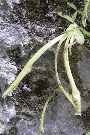 Pinguicula longifolia \ Langblttriges Fettkraut / Long-Leaved Butterwort, E Pyrenäen/Pyrenees, Ordesa 22.8.2011