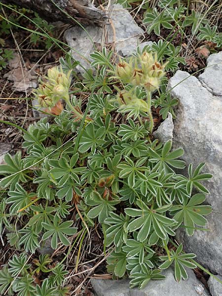 Potentilla nivalis \ Schnee-Fingerkraut / Snow Cinquefoil, E Pyrenäen/Pyrenees, Prat de Cadi 6.8.2018