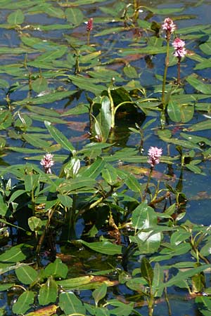 Persicaria amphibia / Water Knotweed, Willow Grass, E Picos de Europa, Covadonga 7.8.2012