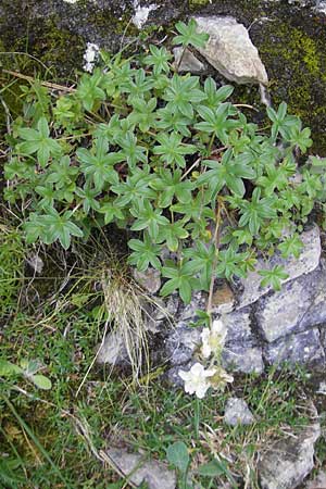 Potentilla alchemilloides \ Weißes Pyrenäen-Fingerkraut / Alchemilla-Leaved Cinquefoil, Pyrenean Cinquefoil, E Pyrenäen/Pyrenees, Ordesa 23.8.2011
