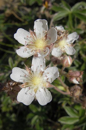 Potentilla alchemilloides \ Weies Pyrenen-Fingerkraut, E Pyrenäen, Ordesa 23.8.2011