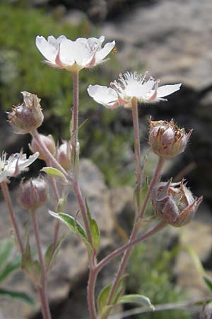 Potentilla alchemilloides \ Weies Pyrenen-Fingerkraut / Alchemilla-Leaved Cinquefoil, Pyrenean Cinquefoil, E Pyrenäen/Pyrenees, Ordesa 23.8.2011