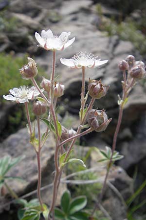 Potentilla alchemilloides \ Weies Pyrenen-Fingerkraut, E Pyrenäen, Ordesa 23.8.2011