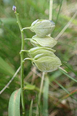 Polygala calcarea \ Kalk-Kreuzblume, Kalk-Kreuzblmchen / Chalk Milkwort, E Pyrenäen/Pyrenees, Prat de Cadi 6.8.2018