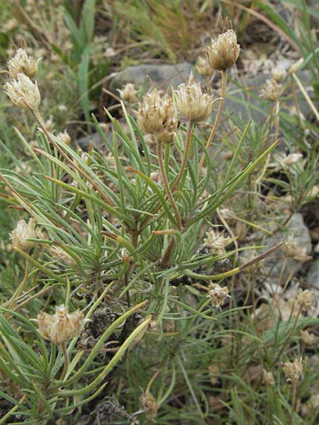 Psyllium sempervirens \ Halbstrauchiger Wegerich / Shrubby Plantain, E Pyrenäen/Pyrenees, Durro in Boi - Tal / Valley 16.8.2006