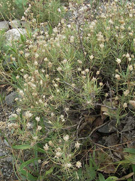 Plantago sempervirens \ Halbstrauchiger Wegerich / Shrubby Plantain, E Pyrenäen/Pyrenees, Durro in Boi - Tal / Valley 16.8.2006