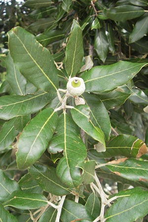 Quercus ilex \ Stein-Eiche, E San Sebastian 15.8.2011