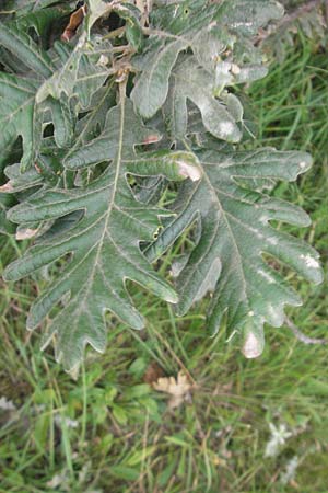 Quercus pyrenaica \ Pyrenen-Eiche / Pyrenean Oak, E Zarautz 14.8.2011