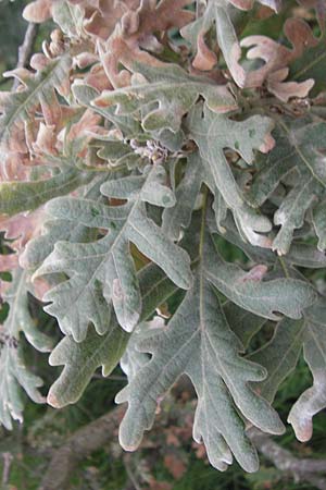 Quercus pyrenaica \ Pyrenen-Eiche / Pyrenean Oak, E Zarautz 14.8.2011