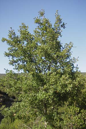 Quercus pubescens \ Flaum-Eiche / White Oak, E Usun 20.8.2011