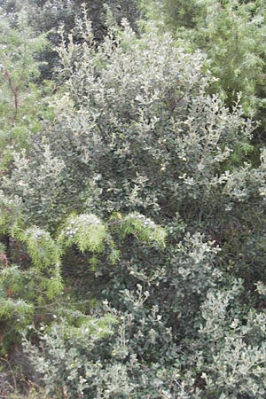Quercus ilex \ Stein-Eiche / Evergreen Oak, E Sangüesa 18.8.2011
