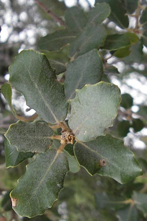 Quercus ilex \ Stein-Eiche / Evergreen Oak, E Sangüesa 18.8.2011