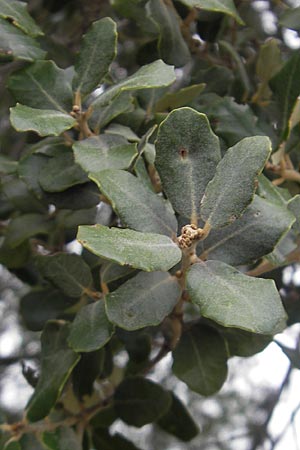 Quercus ilex \ Stein-Eiche / Evergreen Oak, E Sangüesa 18.8.2011